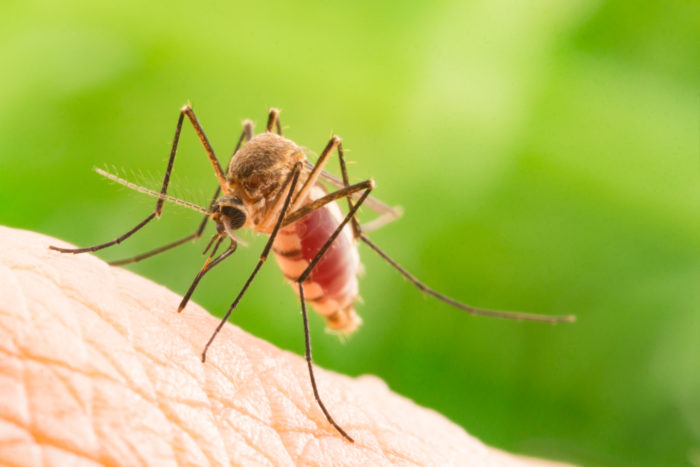 mito sulla malaria