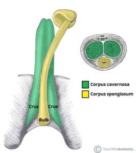 Anatomia del pene (fonte: Teach Me Anatomy)