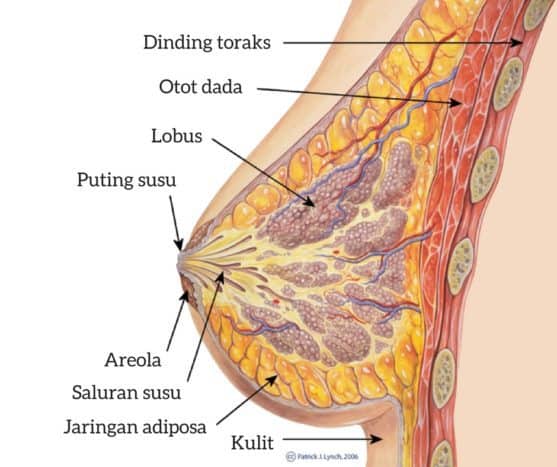 Anatomia del seno