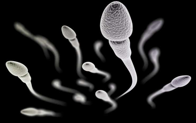 qualità dello sperma