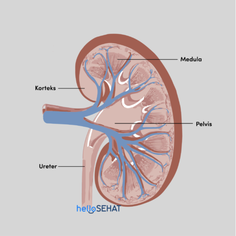 anatomia del rene