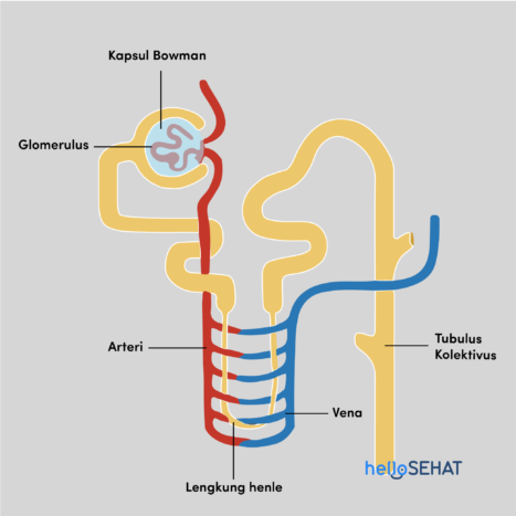 anatomia del nefrone