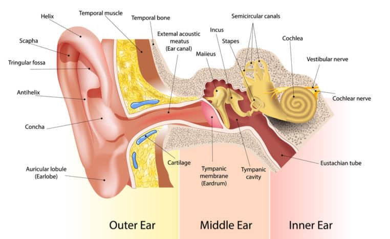parte dell'orecchio