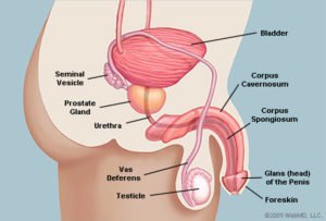 L'anatomia del pene appare di lato (fonte: WebMD)