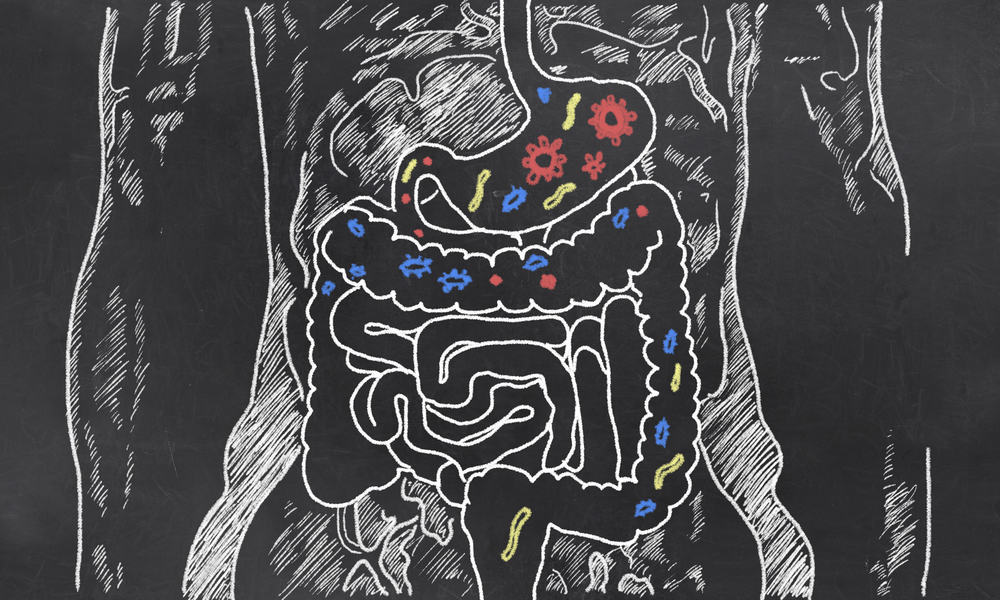 modelli dietetici a base di batteri nell'intestino