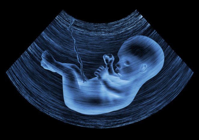 sviluppo fetale nel grembo materno