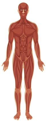 sistema muscolare