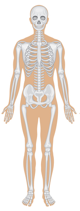 sistema scheletrico