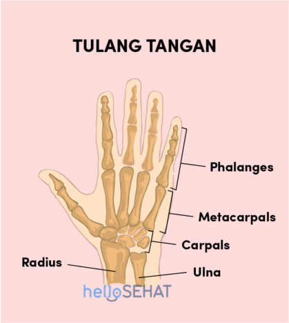 immagine della mano di osso della mano