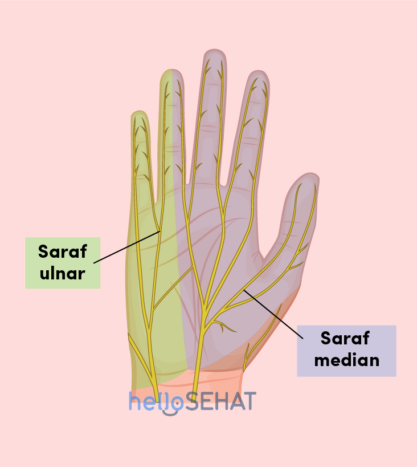 immagine della mano - nervo ulnare mediano