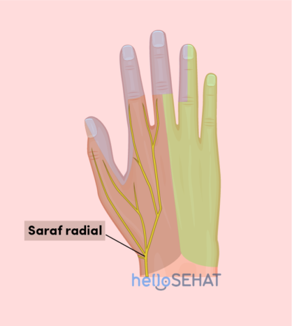 immagine della mano - nervo radiale