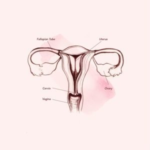 Anatomia nella vagina (fonte: Teen Vogue)
