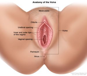 Sembra all'aperto e vulva (fonte: Our Bodies Ourselves)